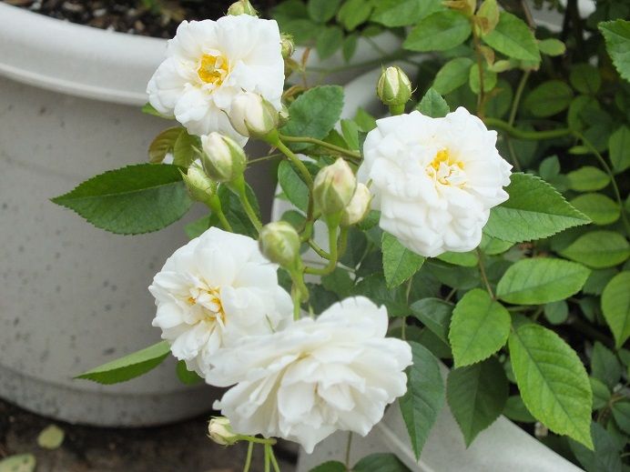  photo kathrine_zps761d9b8e.jpg